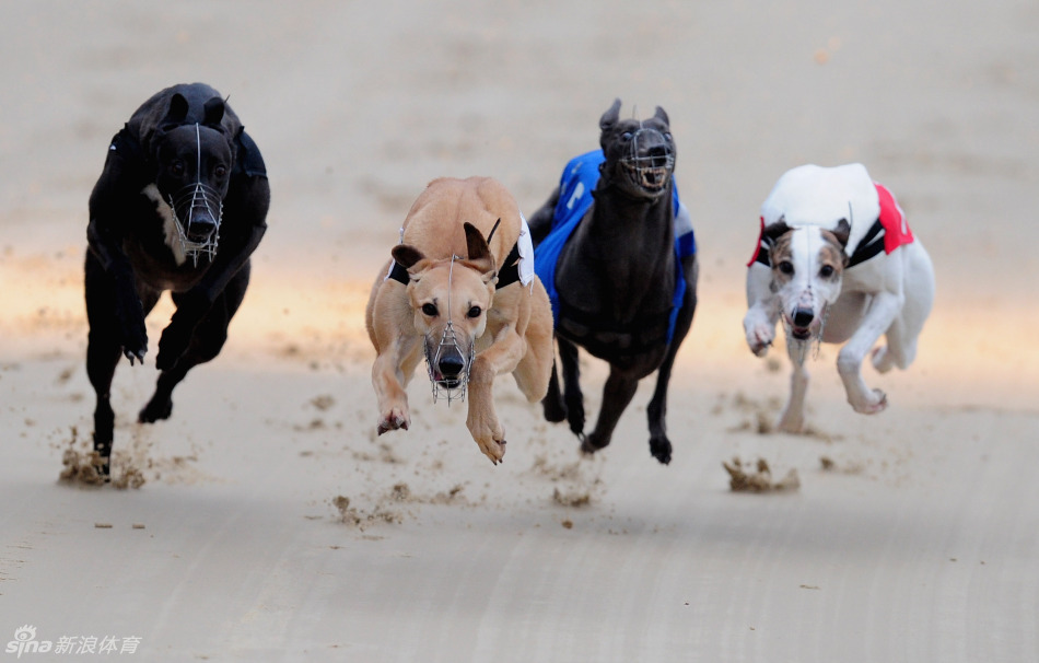 1 / 9 当地时间2013年1月10日,英国罗姆福德,一场狗狗的赛跑比赛在
