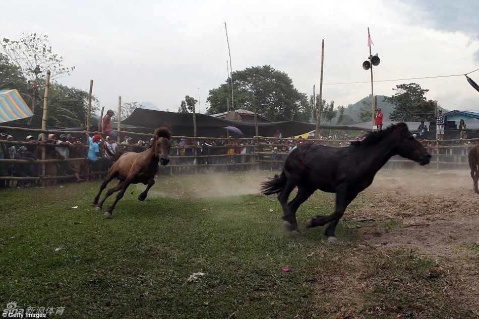 菲律宾非法斗马如火如荼