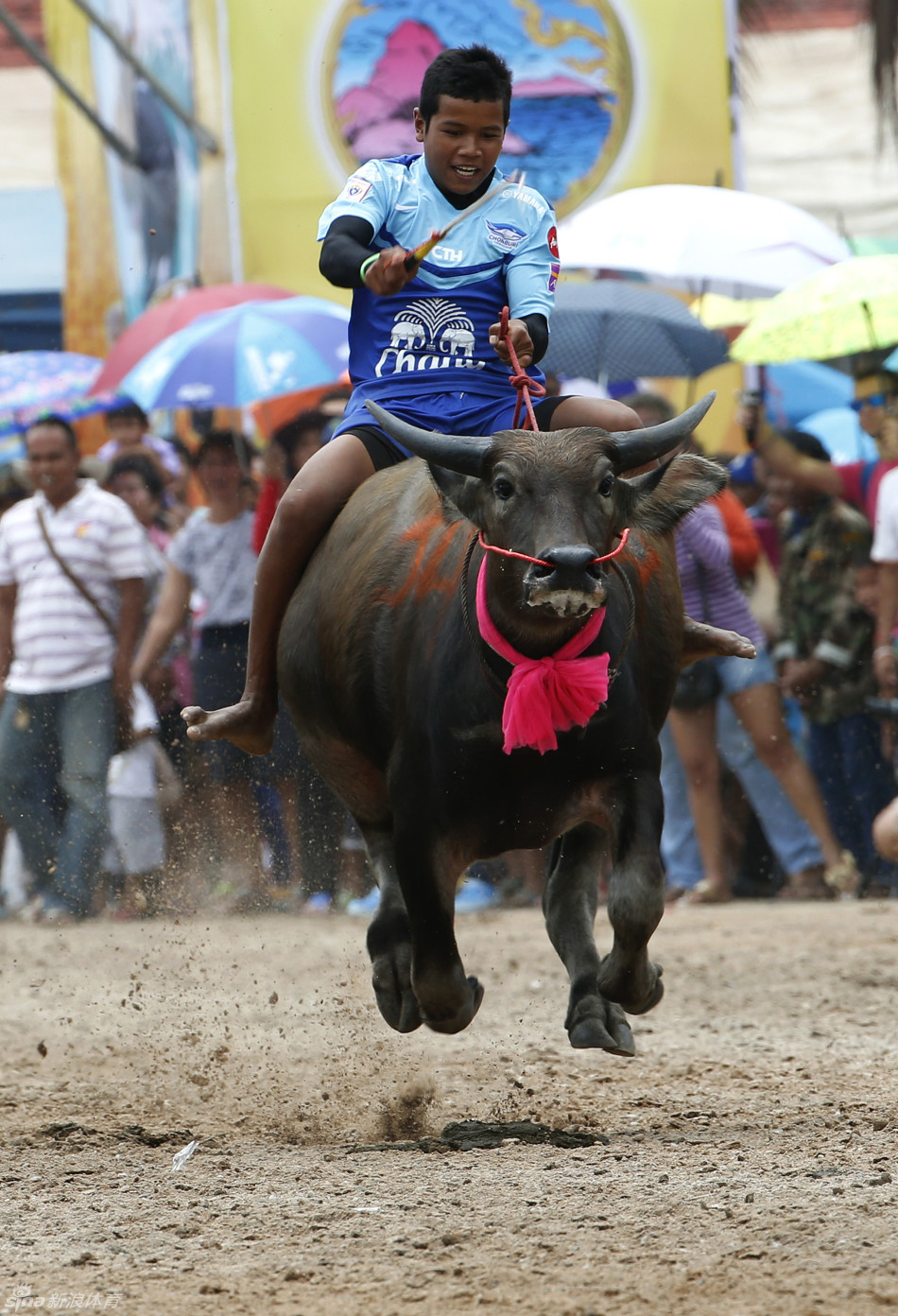 泰国奔牛节引人入胜_高清图集_新浪网