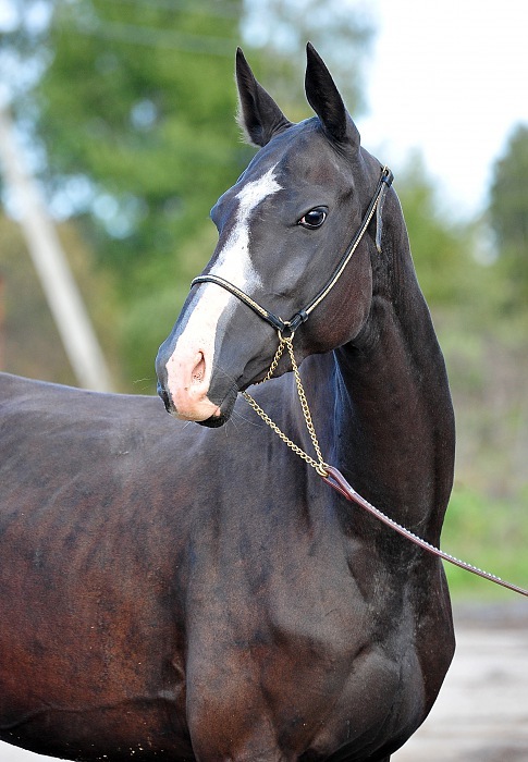 那些美如画的汗血宝马_高清图集_新浪网
