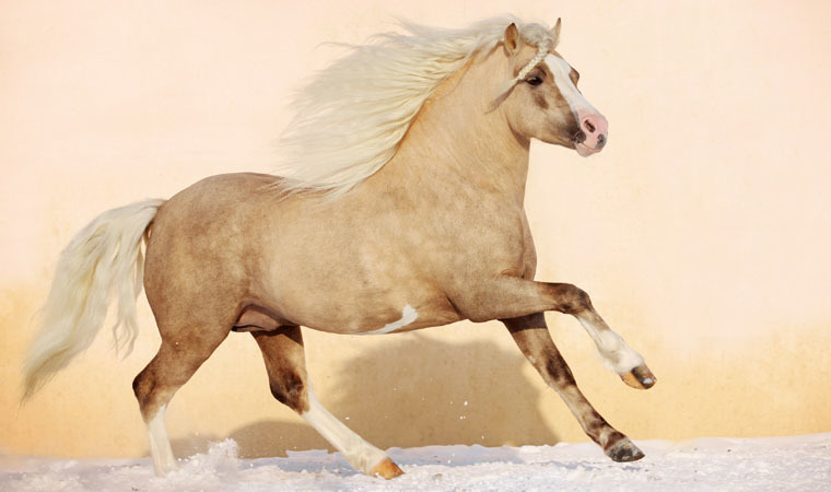 冰雪世界的马背情怀 (6/10)