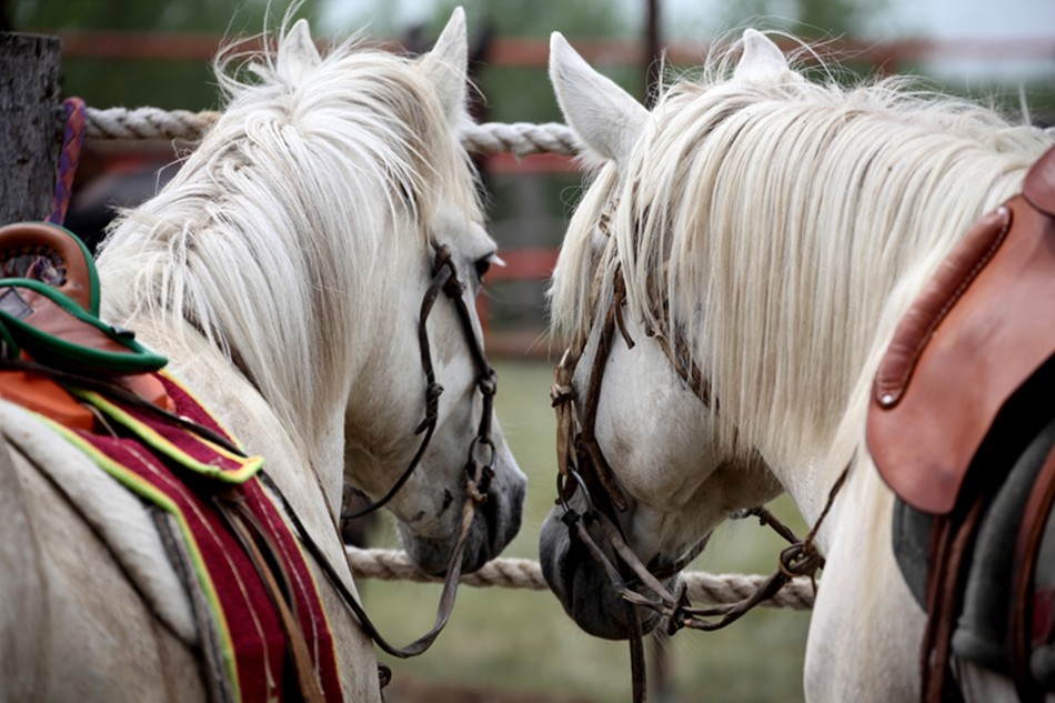 国际驯马大赛震撼瞬间_高清图集_新浪网