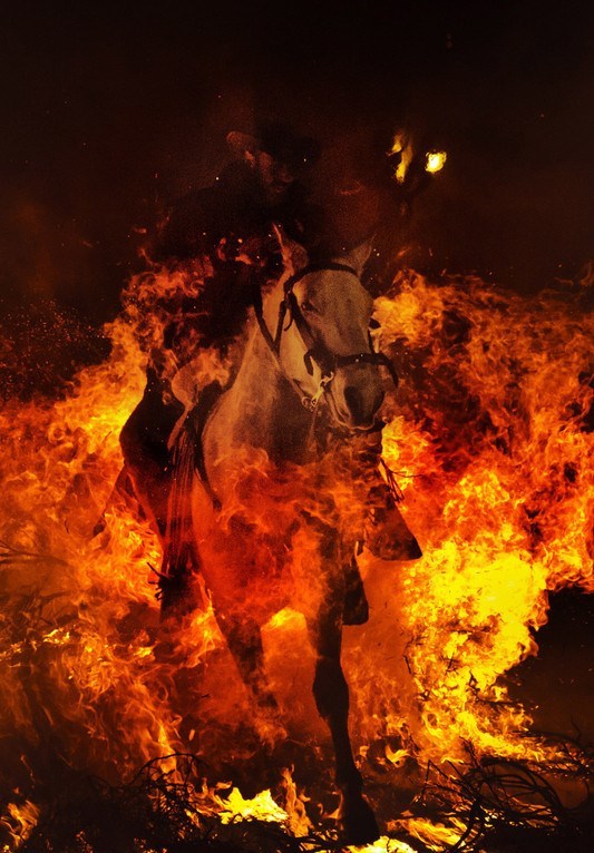 浴火而生的西班牙赛马_高清图集_新浪网