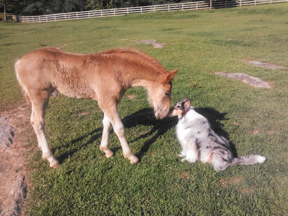 马儿与狗的跨物种友谊_高清图集_新浪网