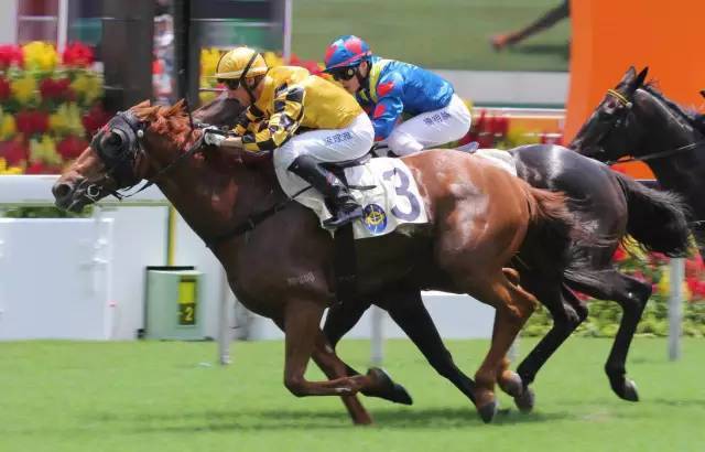 直击香港新马季开锣赛_高清图集_新浪网