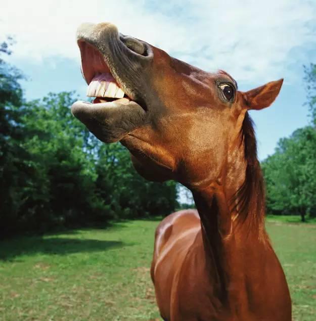 为什么马让人"害怕"_高清图集_新浪网