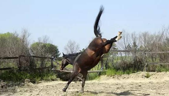 为什么马让人"害怕"_高清图集_新浪网