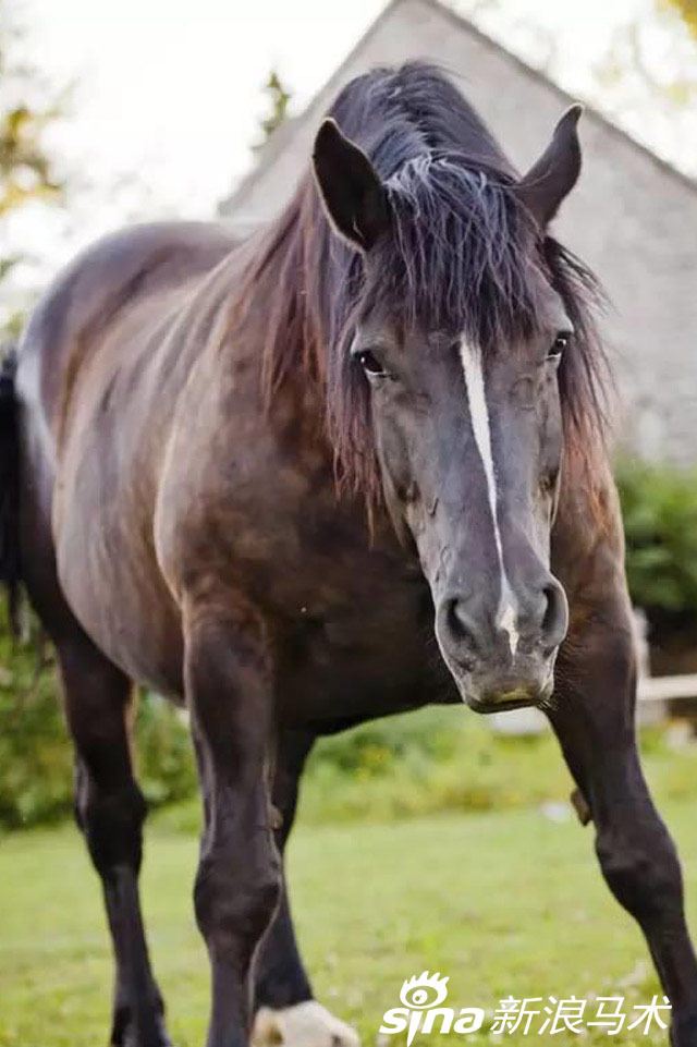 自动播放 下载原图 9,患有恐马症的人可能会对其他有蹄动物——如骡子