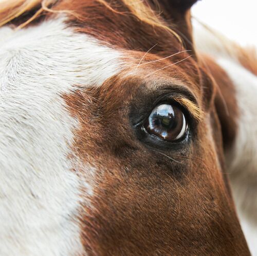 震慑心灵的马儿眼睛