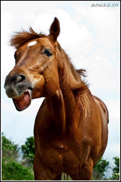 美丽马儿大比拼_高清图集_新浪网