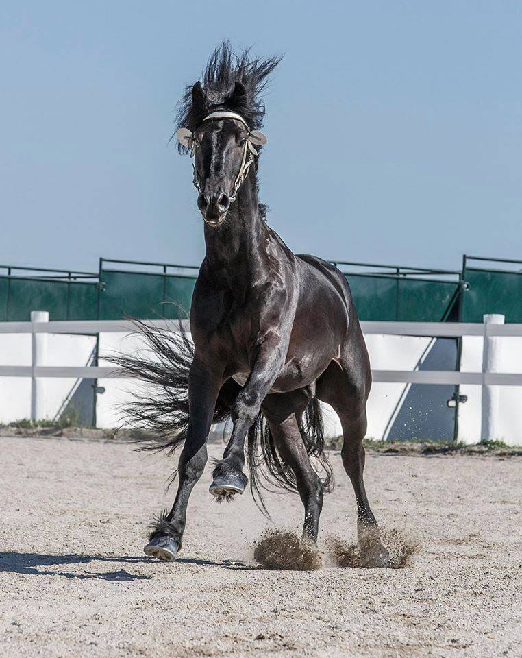 美丽马儿大比拼_高清图集_新浪网