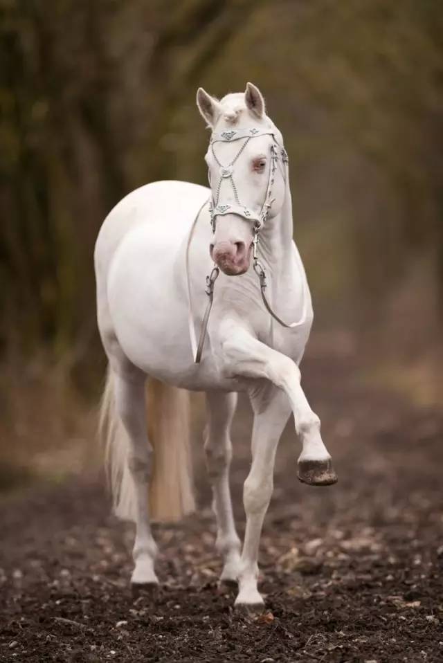 风度翩翩的"白发魔马"_高清图集_新浪网