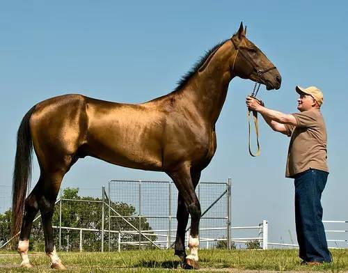 全身散发金光的马_高清图集_新浪网