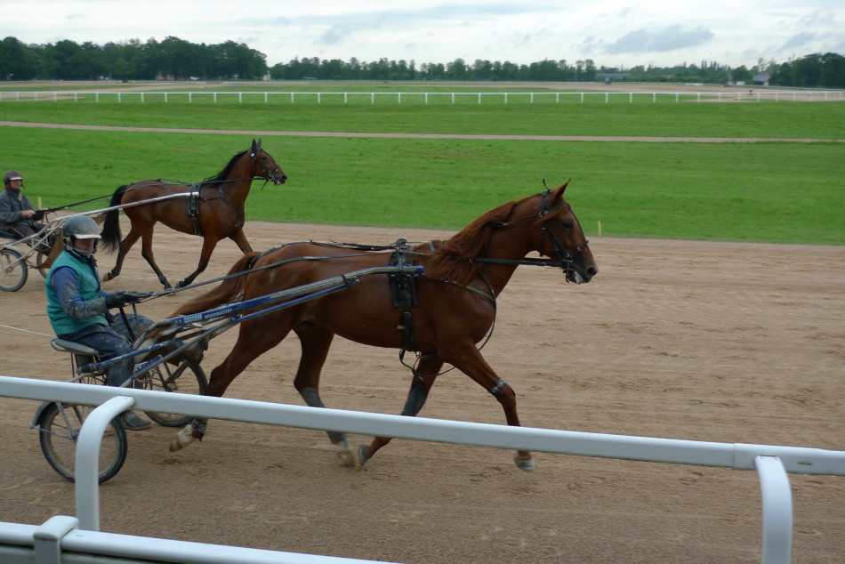 别开生面的马车比赛_高清图集_新浪网