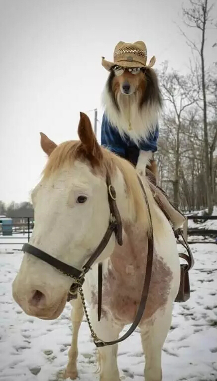 马与狗狗组成亲密搭档_高清图集_新浪网