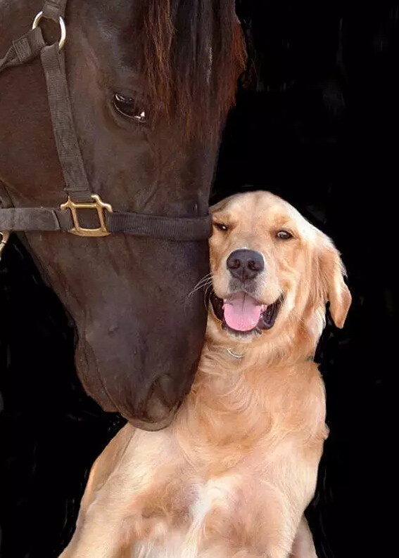 马与狗狗组成亲密搭档_高清图集_新浪网