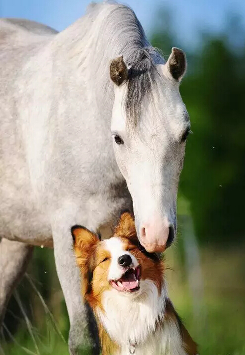 马与狗狗组成亲密搭档_高清图集_新浪网