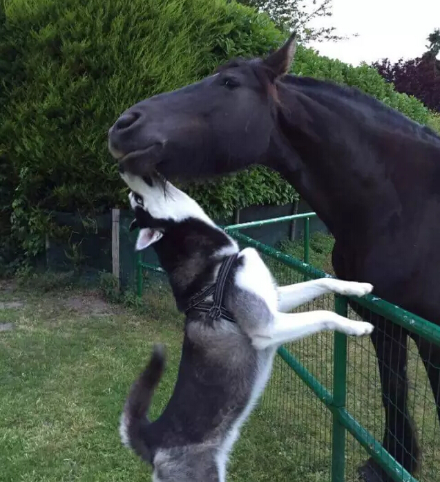 马与狗狗组成亲密搭档_高清图集_新浪网