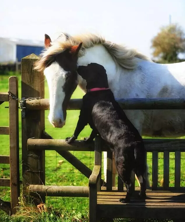马与狗狗组成亲密搭档_高清图集_新浪网