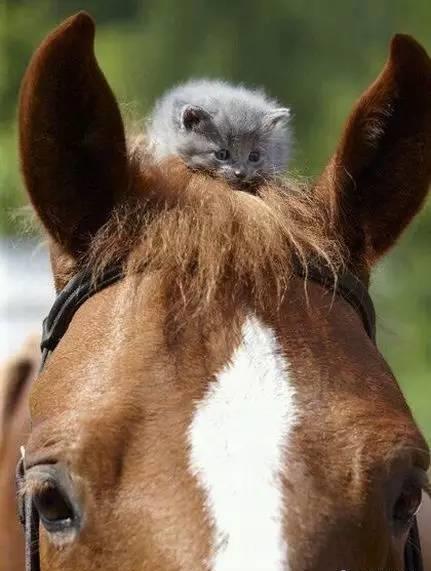 猫咪与马甜蜜似情侣_高清图集_新浪网