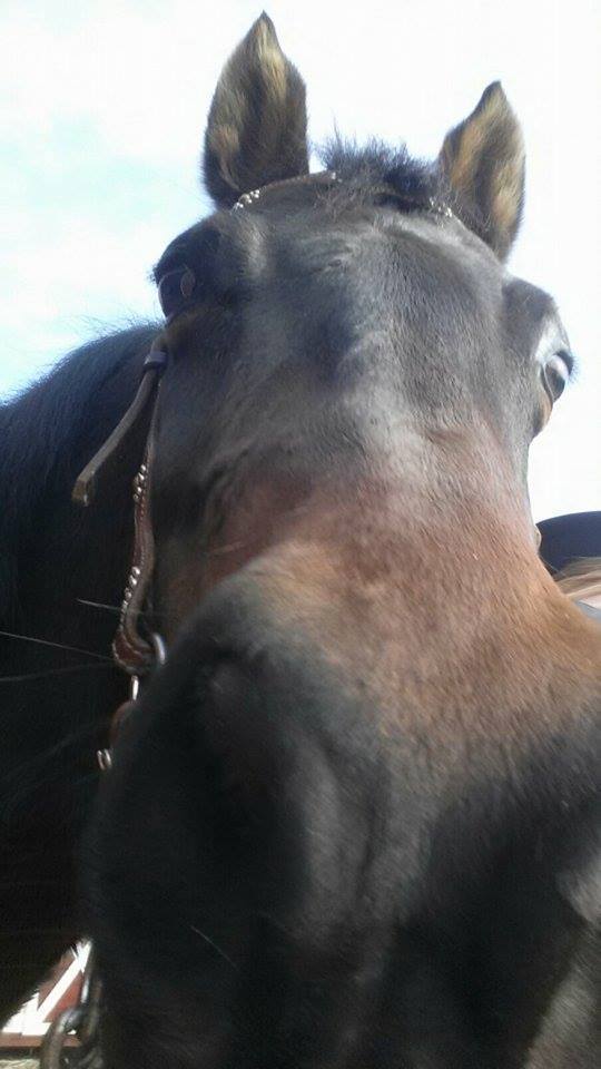 马脸特写大鼻孔显呆萌_高清图集_新浪网