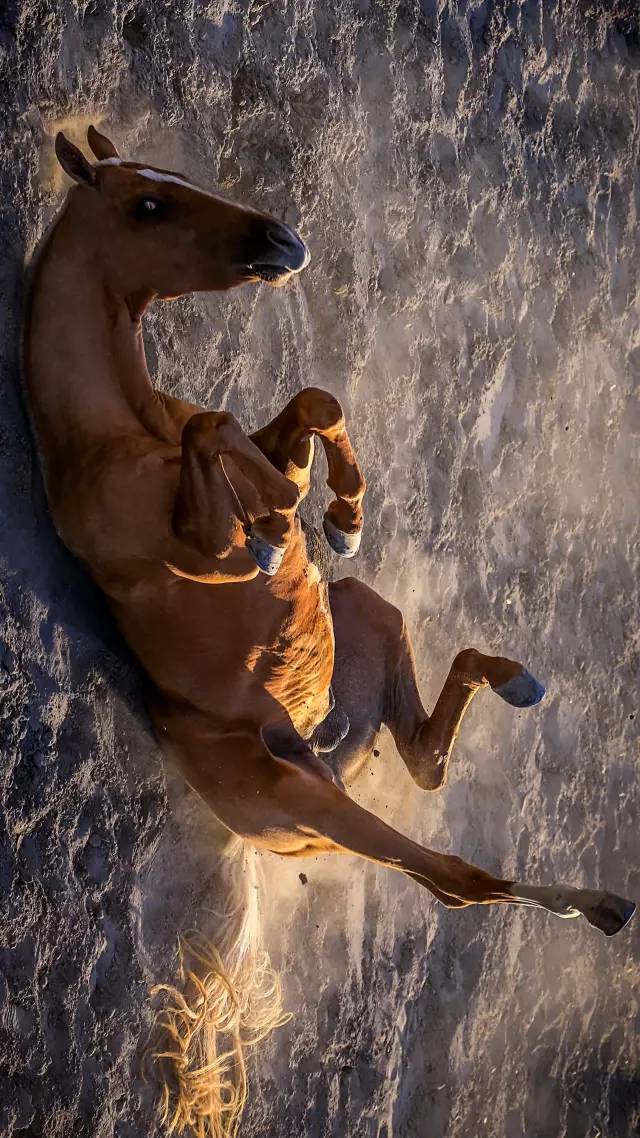 汗血马撒娇打滚别样风情_高清图集_新浪网