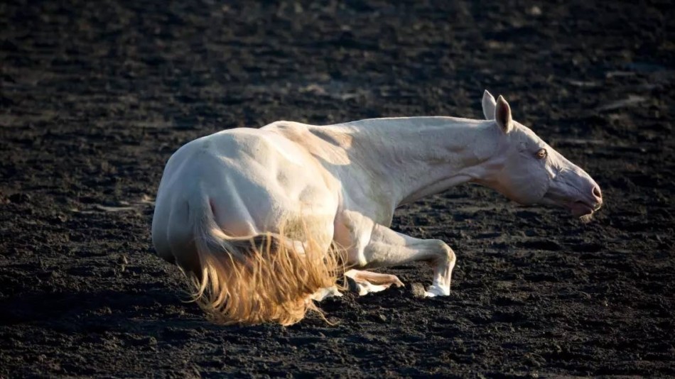 汗血马撒娇打滚别样风情_高清图集_新浪网
