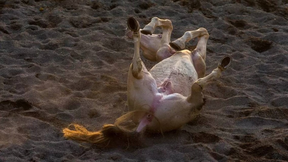 汗血马撒娇打滚别样风情_高清图集_新浪网