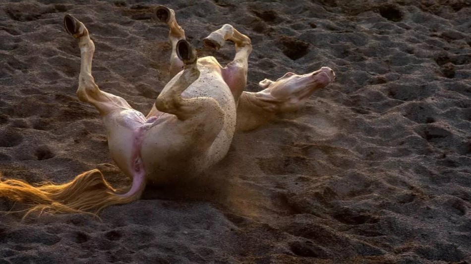 汗血马撒娇打滚别样风情_高清图集_新浪网