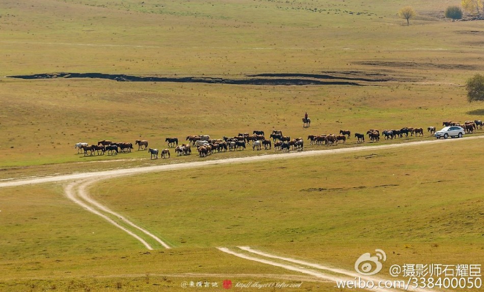 一马平川展草原本色_高清图集_新浪网
