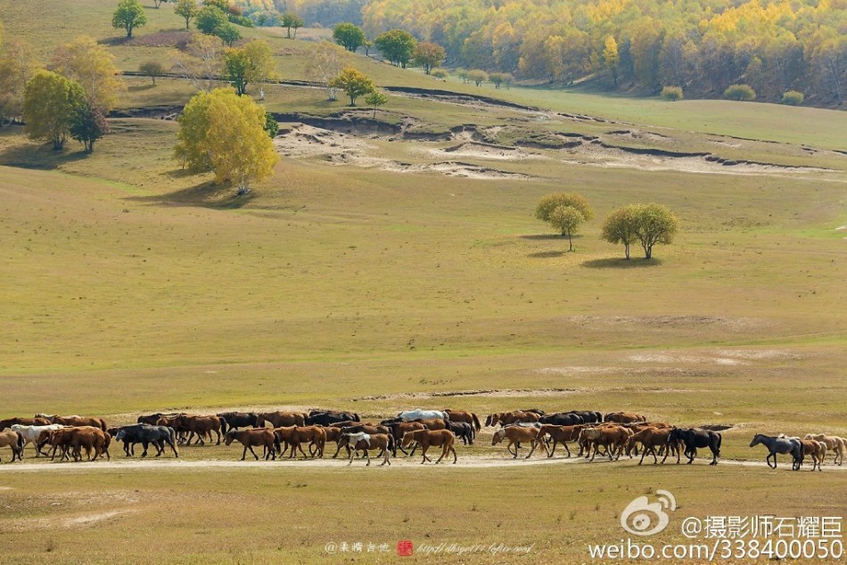 一马平川展草原本色_高清图集_新浪网