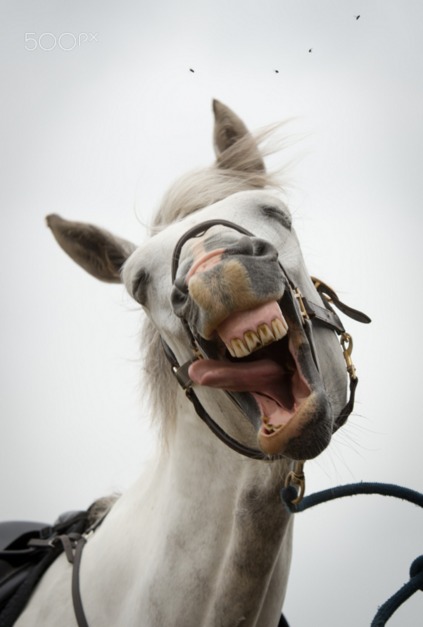 搞笑马头表情包图片