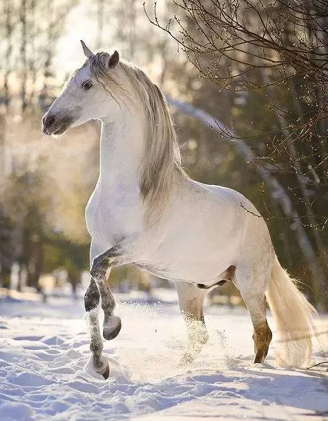 英俊马儿演绎冰雪童话_高清图集_新浪网