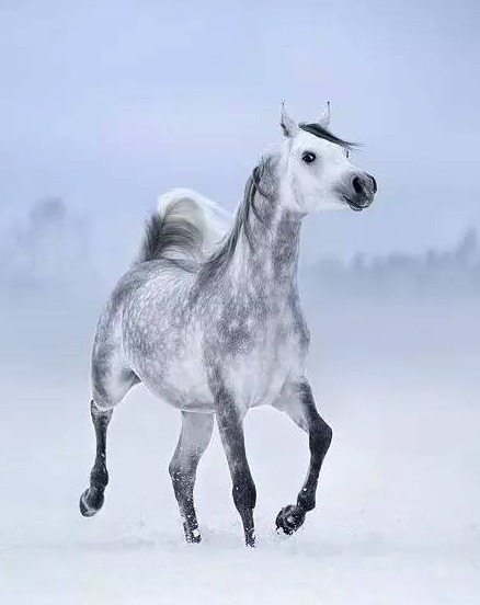 英俊马儿演绎冰雪童话_高清图集_新浪网