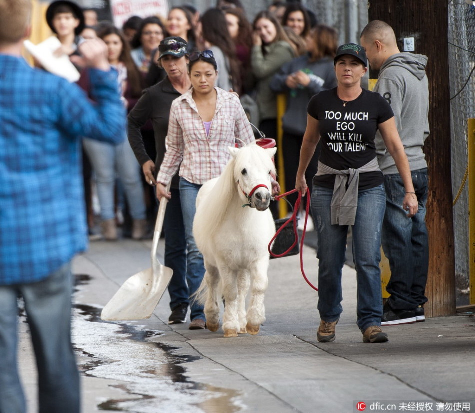 矮马萌猪走秀众人围观_高清图集_新浪网