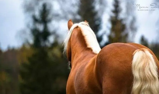 金身银鬃马家族颜值担当_高清图集_新浪网