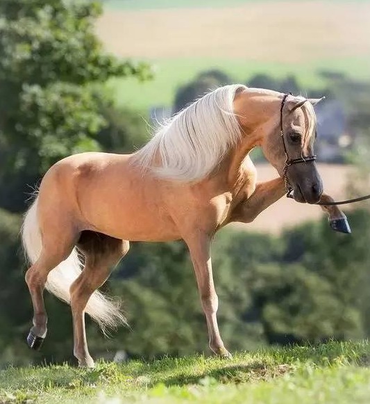 金身银鬃马家族颜值担当_高清图集_新浪网