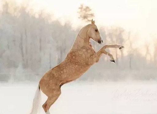 金身银鬃马家族颜值担当_高清图集_新浪网