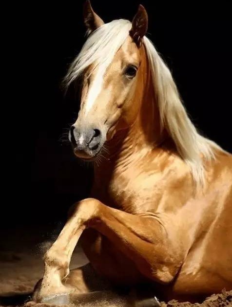 金身银鬃马家族颜值担当_高清图集_新浪网