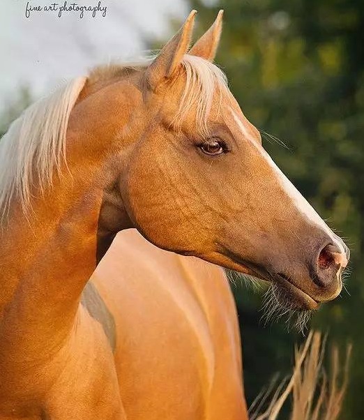 金身银鬃马家族颜值担当_高清图集_新浪网