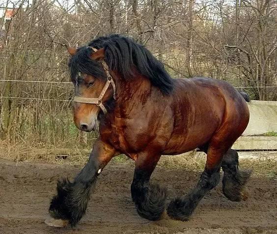 力大无穷的驮马_高清图集_新浪网