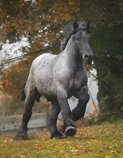 震撼!力大无穷的驮马_高清图集_新浪网