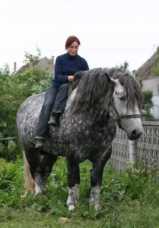 震撼!力大无穷的驮马_高清图集_新浪网