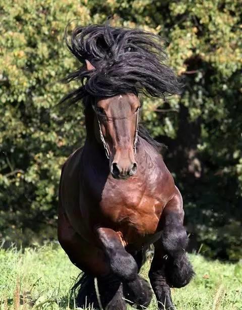 震撼!力大无穷的驮马_高清图集_新浪网