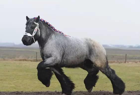 震撼!力大无穷的驮马_高清图集_新浪网