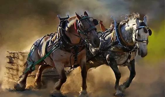 震撼!力大无穷的驮马_高清图集_新浪网