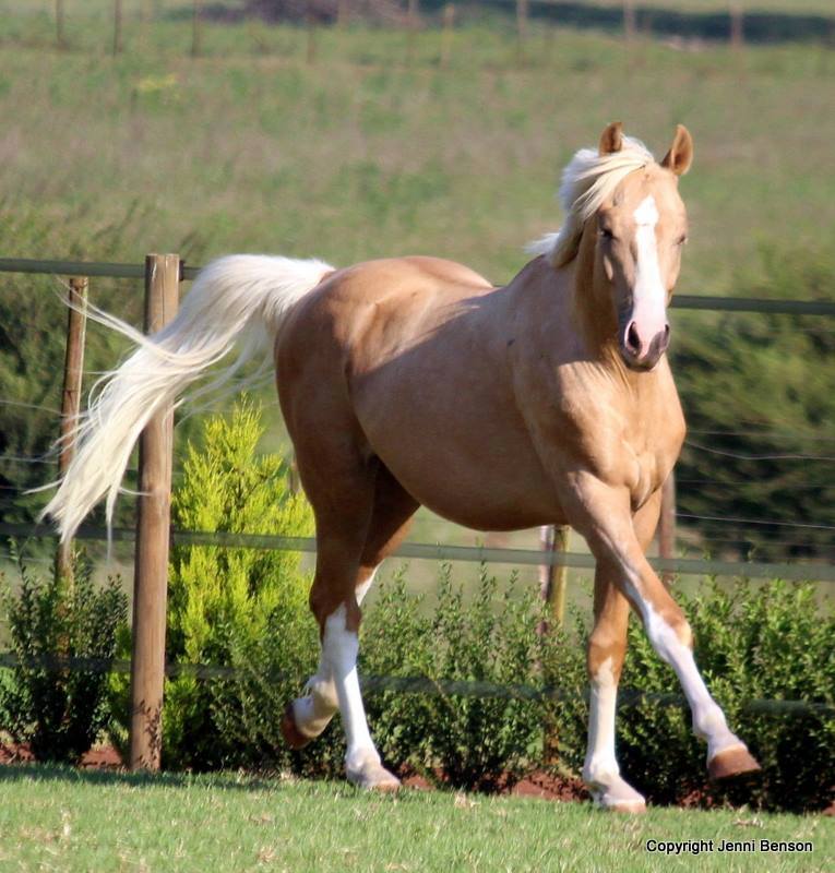 盘点马儿的个性化皮肤_高清图集_新浪网