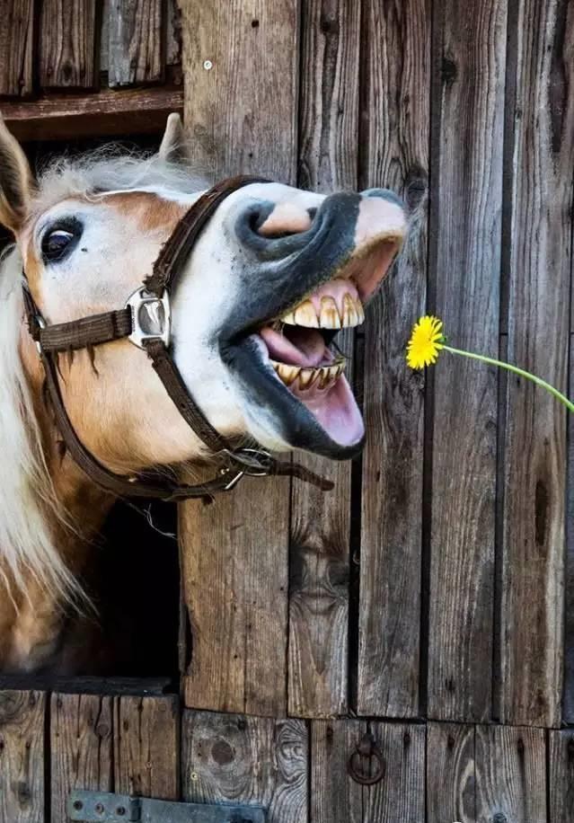 幽默马儿搞笑指数爆棚_高清图集_新浪网