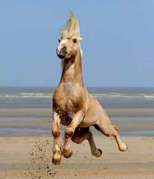 幽默马儿搞笑指数爆棚_高清图集_新浪网