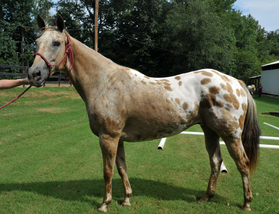 海澜名马馆众马争艳_高清图集_新浪网